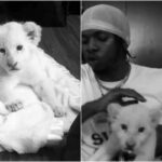 Nigerian singer, Runtown buys himself a pet Lion (Video)