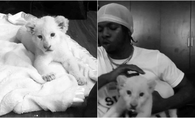 Nigerian singer, Runtown buys himself a pet Lion (Video)
